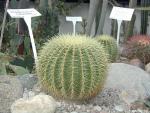 Kaktus w Oranżerii