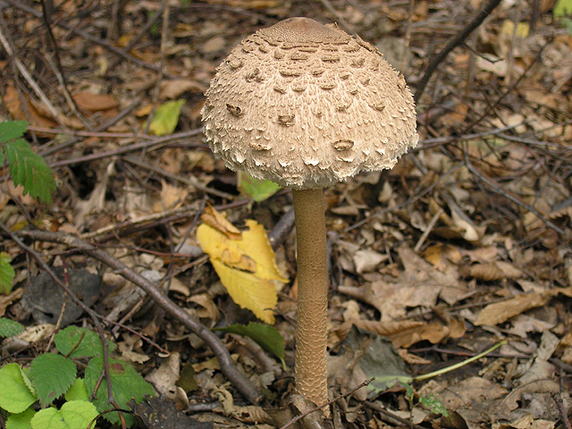 ROŚNIJ OBIADKU