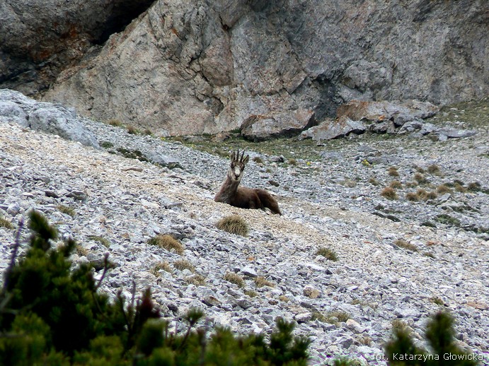 z każdej strony jakaś kozica łypała na nas okiem
