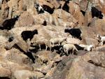 marokańskie owieczki i kozy zadowolone są ze wszystkiego...