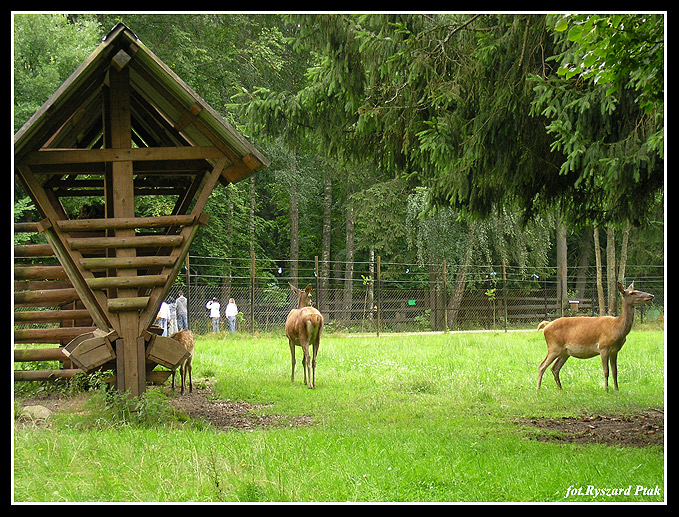 MAZURY-021.jpg