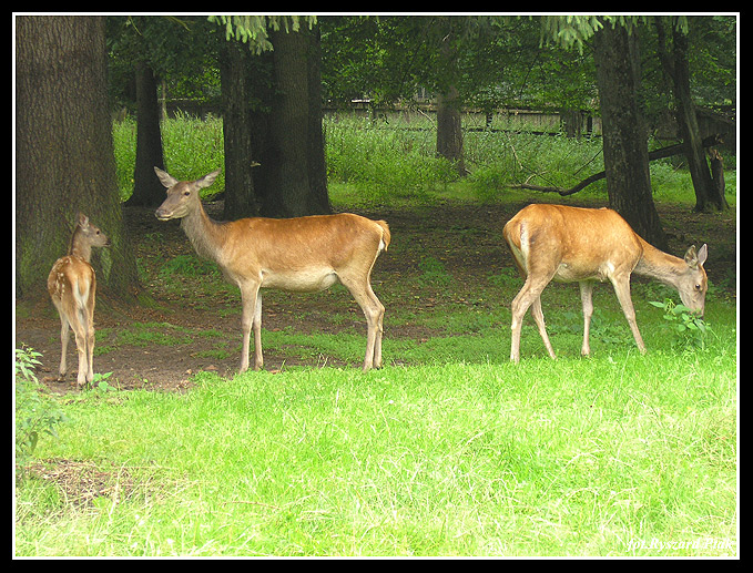 MAZURY-026.jpg