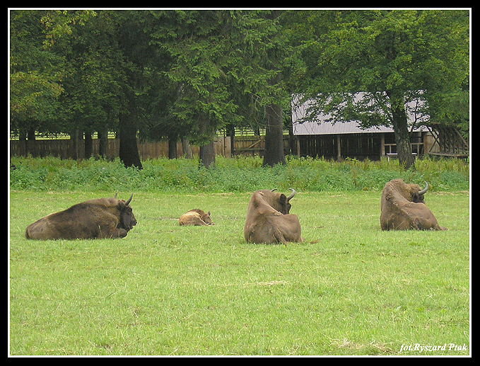 MAZURY-028.jpg