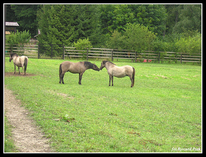 MAZURY-037.jpg