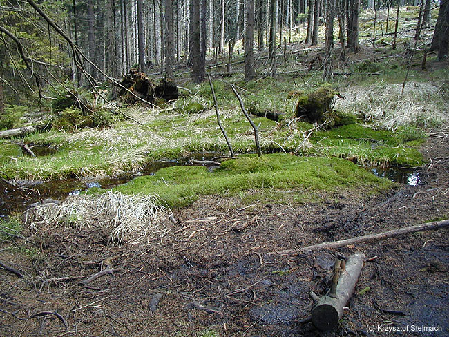 Niemartwa natura :)