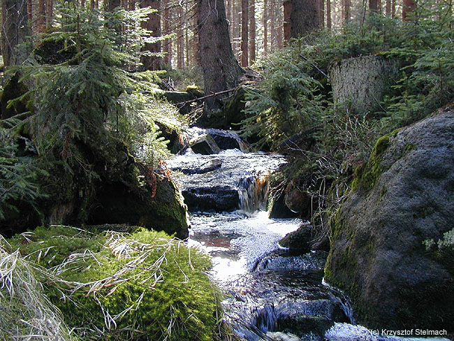 Leśny strumyk w maju