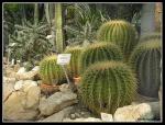 Kaktusy o rozmiarach dużego arbuza