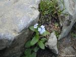 Myosotis...