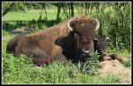 Hodowla bizonów,Można je oglądać podróżując na wozie albo skosztować potraw z ich mięsa w tutejszej  kuchni