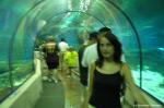 Super :) Tunel - nad nami rekiny, płaszczki i inne ryby :)