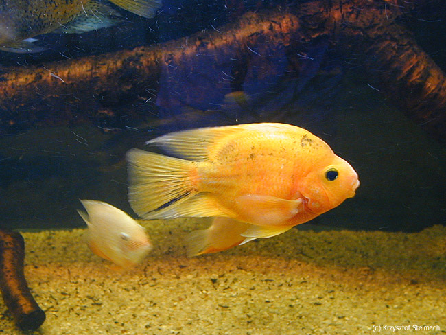 Pielęgnica