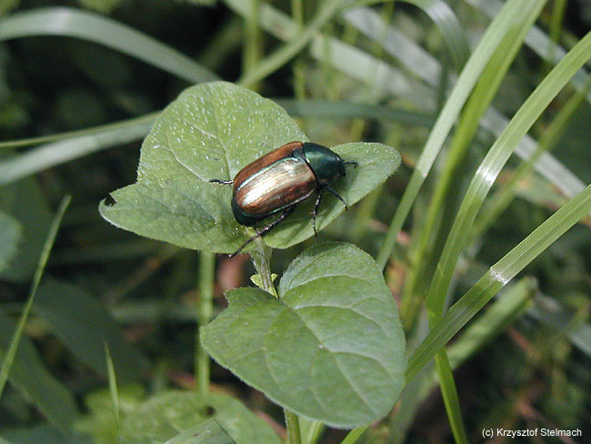 Wóz opancerzony? ;)