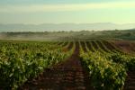 winnice w La Rioja