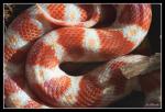 Wąż zbożowy (Pantherophis guttatus)