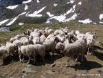 moje owieczki, ktore szly za mna przez chwile niczym za pasterzem :)